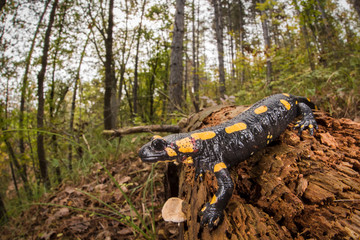 salamandra pezzata