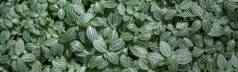  Pilea cadierei - houseplant. A tropical plant grown at home, used for landscaping. Pilea cadierei leaves as a natural background. For catalog, site header, any design.