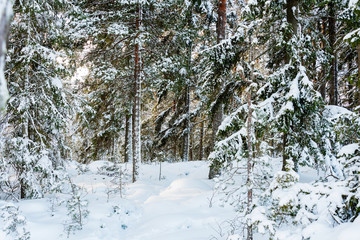 winter forest
