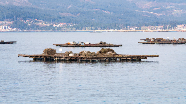 Mussel beds called bateas. Rias Baixas, Galicia, Spain