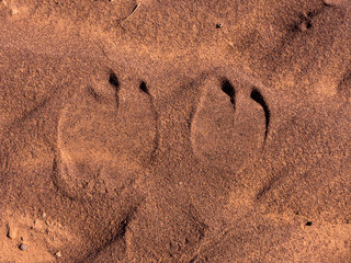Die Spuren, Hufspuren  von einem Kamel im Sand. Gesehen in Marokko in der Wüste Sahara