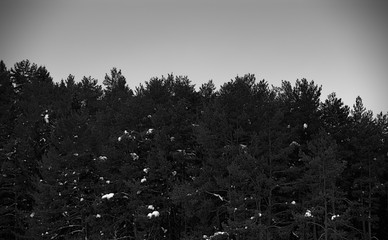 (C)Pantick        Pavel Burkov