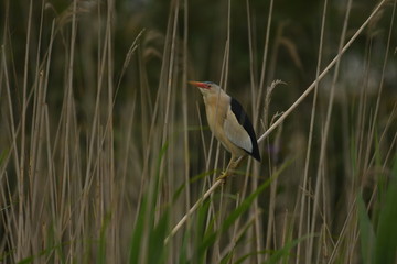 Little Bittern (Ixobrychus minutus)