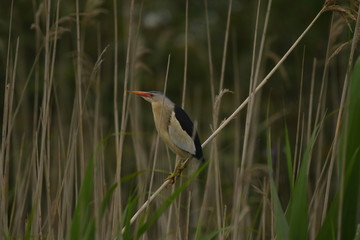 Little Bittern (Ixobrychus minutus)