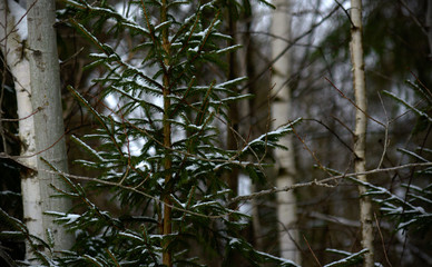 (C)Pantick        Pavel Burkov