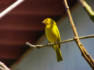 Obraz premium bird, canary, yellow bird, nature, peace, restful, contemplative, brazil, brazil nature