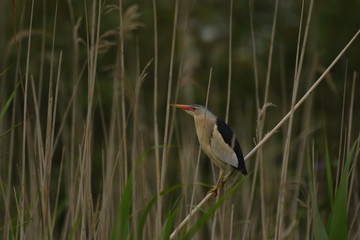 Little Bittern (Ixobrychus minutus)