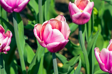 Fototapeta premium Tulipa of the Hotpants species