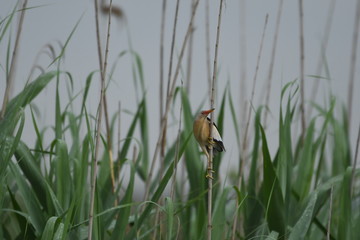 Little Bittern (Ixobrychus minutus)