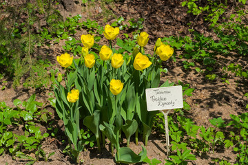 Tulipa of the Golden Dynasty  species.