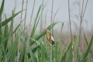 Little Bittern (Ixobrychus minutus)