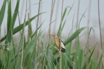 Little Bittern (Ixobrychus minutus)