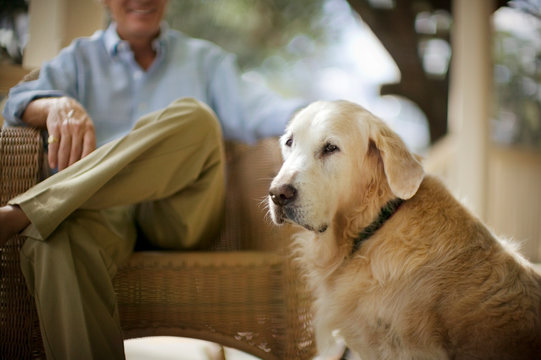Golden Retriever sitting next to his owner.