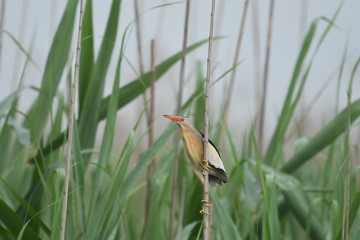 Little Bittern (Ixobrychus minutus)