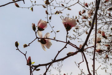 Magnolia flowers bloom