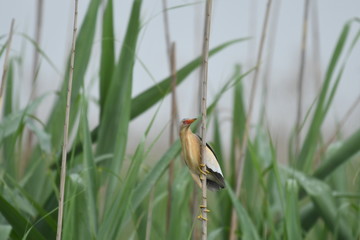 Little Bittern (Ixobrychus minutus)