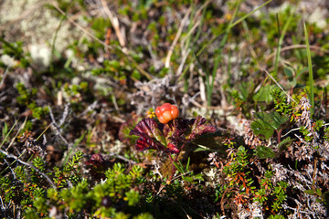 Cloudberry berry in natural habitat in the tundra on a clear sunny day