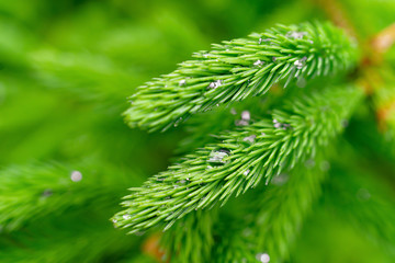 Young new growth of white pine with raindrops.