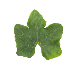 Coccinia grandis or Ivy Gourd leaves tropical isolated on white background.