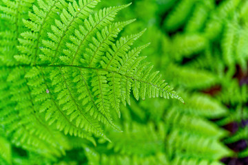 Delicate soft leaves of a woodland fern.