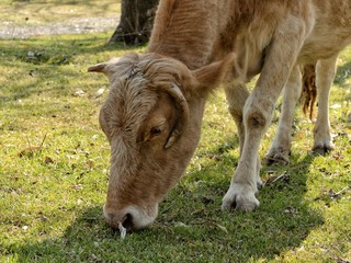 Grazing cow on fresh grass among trees