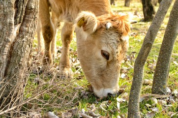 Grazing cow on fresh grass among trees