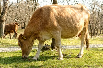 Grazing cow on fresh grass among trees