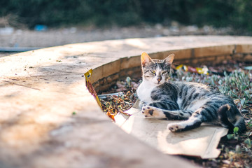 Street cats in Cyprus