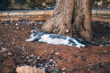 Street cats in Cyprus