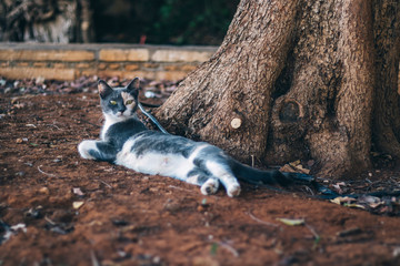 Street cats in Cyprus