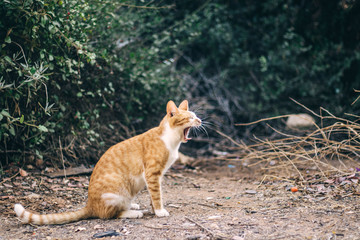 Street cats in Cyprus