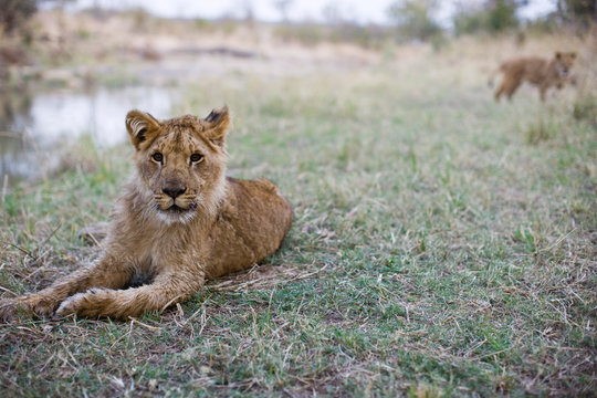 Portrait of a young lion sitting in grass.