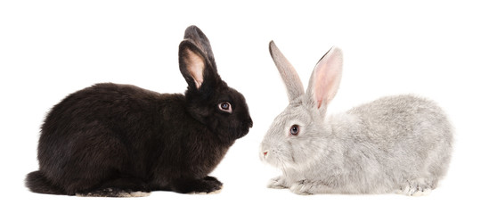 Black  and gray rabbits sitting isolated on white background