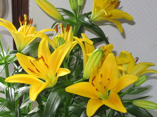 Obraz premium Lys jaune 