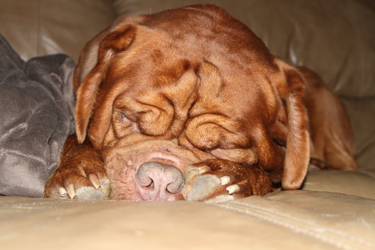mastiff dog dogue de bordeaux sleeping with paws by face
