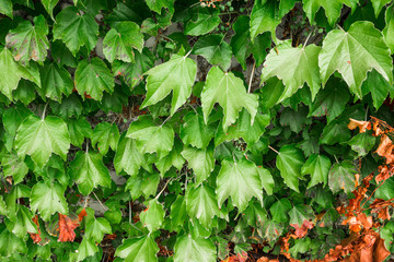 Green leaves on a Wall. Background. Wallpaper.