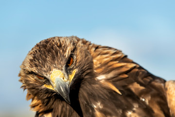 Eagle hunter