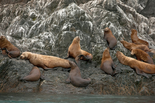 Seals resting on a rock