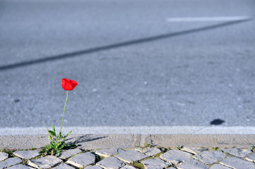 Growing plant on asphalt road