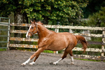 Horse galloping around its enclosure.