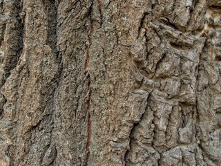 tree-bark texture