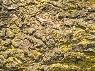 tree-bark texture