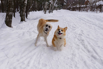 dogs play on the snow