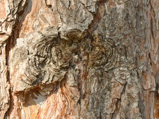 tree-bark texture