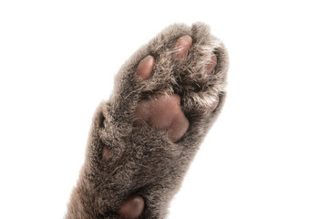 gray paw of a cat isolated