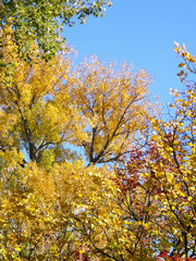 yellow tree in autumn