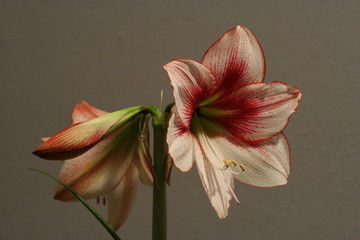 Potted flowers, Hippeastrum Amaryllis Showmaster. Picture of plants on a darker background.