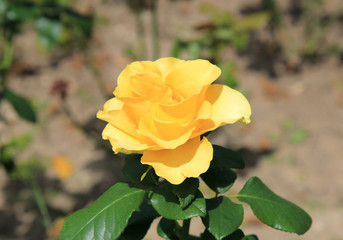 Rose close up