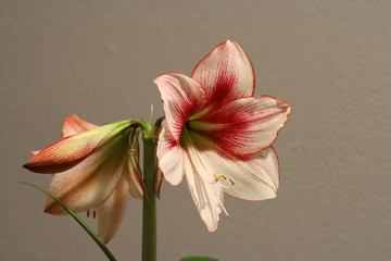 World of flowers, Hippeasrtum Amaryllis Showmaster