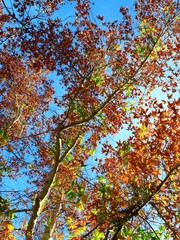 Arizona Sycamore in Autumn. 